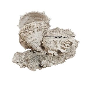 Natural Coral Shell Barnacle Sculpture Decor Ivory Cream 11 Inches